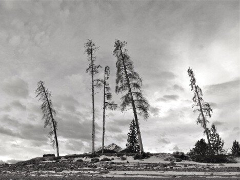 black-and-white-trees