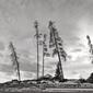 10174_blackandwhitetrees