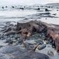 shty