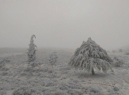 coold