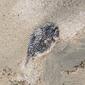 11704_fish2