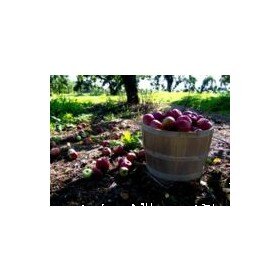 Bushel_by_Zelphics