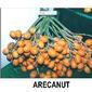 ARECANUT-01