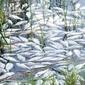 1597_deadfish