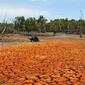drought460x276