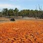 1799_drought460x276