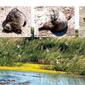 nfok