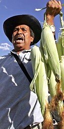 cob256