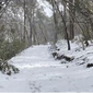 snowrare