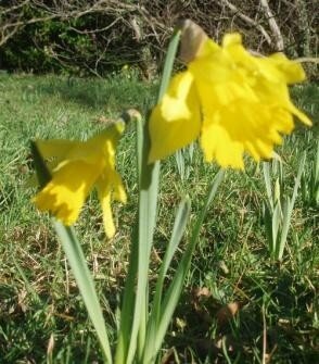 daffs310108_14542t