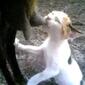 2410_cat01JPG