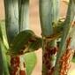 03-05-fao-fungus