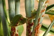 03-05-fao-fungus