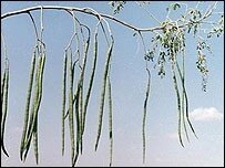 drumstickfruit