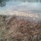 0844115255_fishkill2