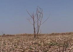 bihar_drought_248