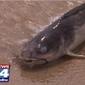 01_1_fallslakecatfish