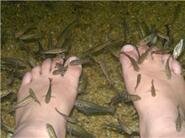 fishtherapy_2