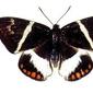 3025_caneborerJPG
