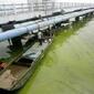 ALGAE2