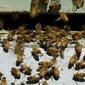 3266_beesJPG