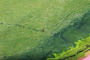 red_algae2