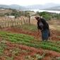 SmallFarmer