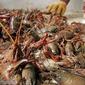 crayfish