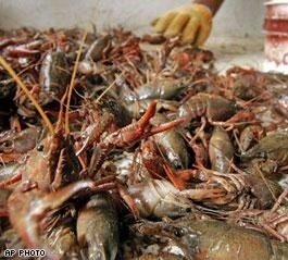 crayfish