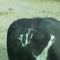 buffalo0