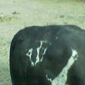 buffalo0
