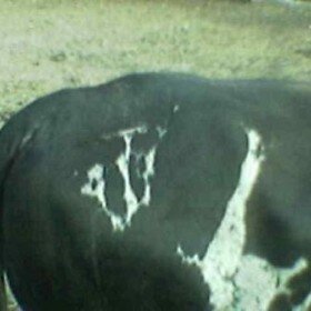buffalo1