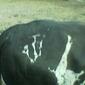 4186_buffalo1JPG