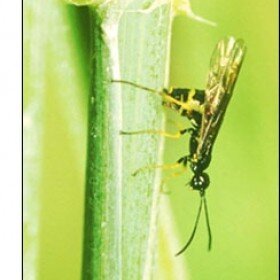 sawfly