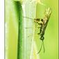 4235_sawfly
