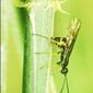 4237_sawfly