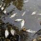 4291_fish2