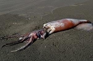 squid_3