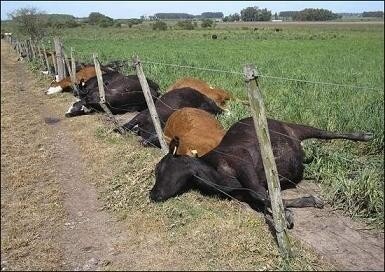 cow