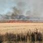wildfire_44
