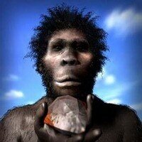 habilis