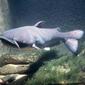 catfish2