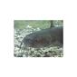 catfish1