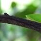 502_Afplanthopper