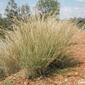 pestplantscoolataigrass