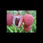 6461_litchi1