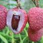 litchi1