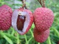 litchi1