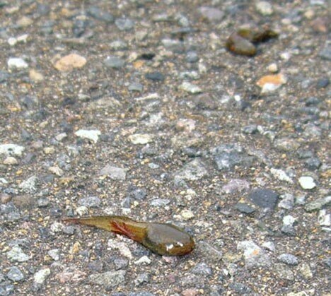 tadpole_rain1