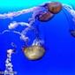 jelly-fish